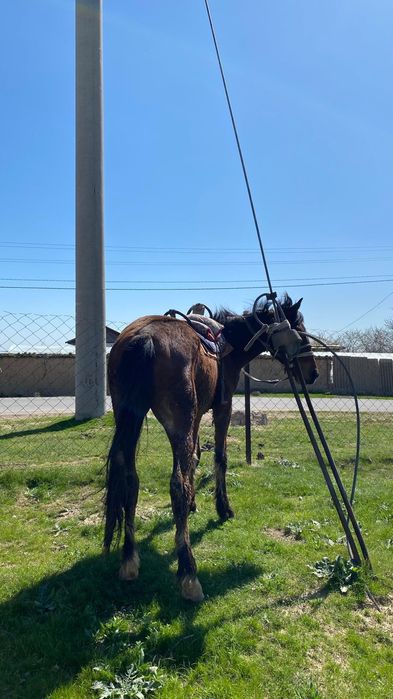 Жылқы малы жуас мінгі
