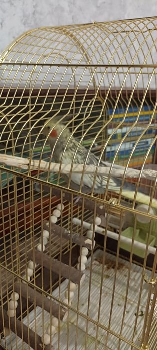 Продам ручного  попугая