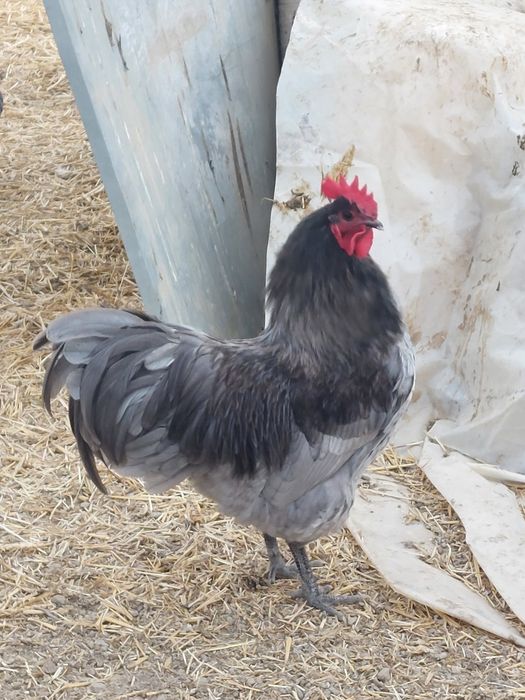 Cocos Australorp  9 luni negri ,gri/splash
