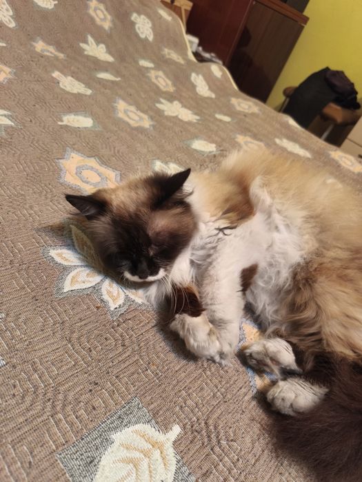 Отдам кошку в хорошие руки