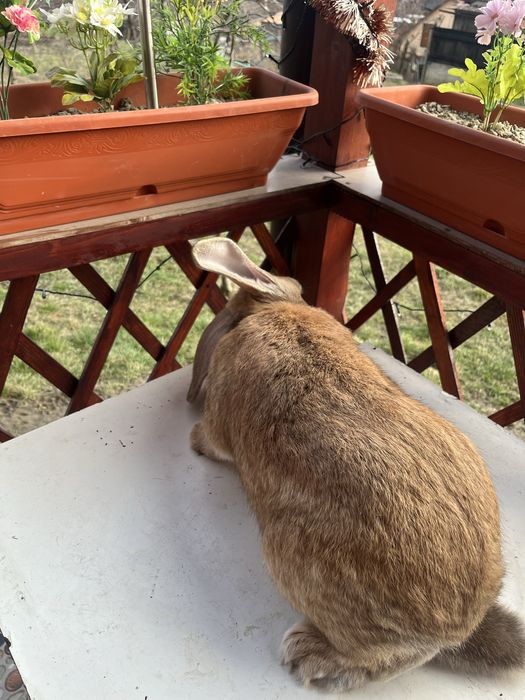 Iepuroi mascul de vanzare