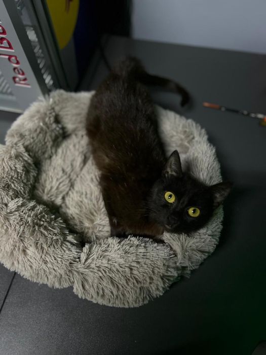 Котенок бесплатно с доставкой