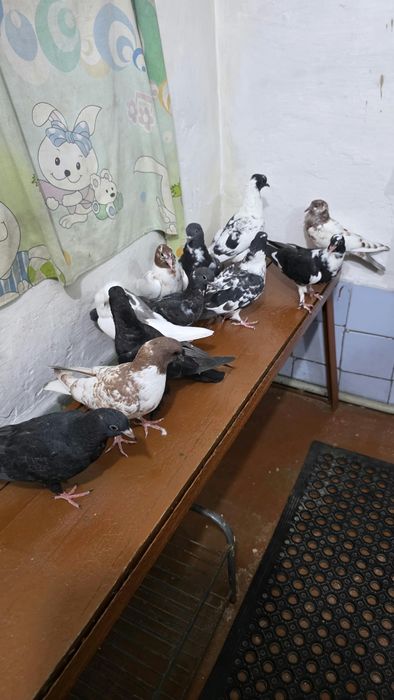 Продаются голуби