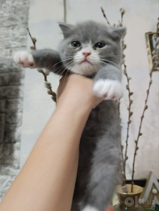 Продаю котят скоттиш-страйт