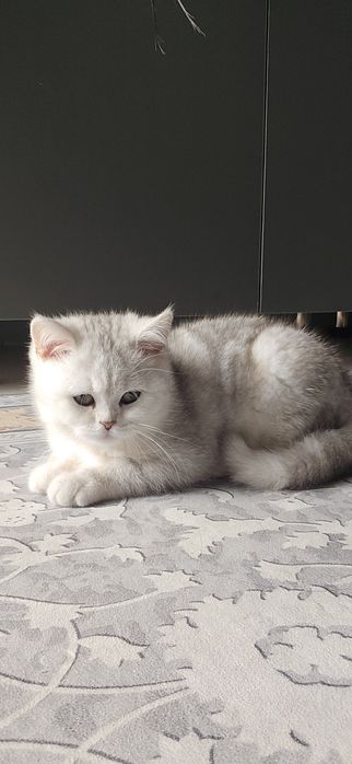 Продам срочно котенок серебристый шиншилла