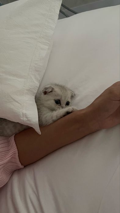 Вислоухий шотландец