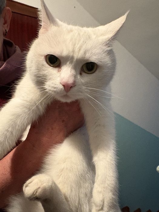 Котик в добрый руки