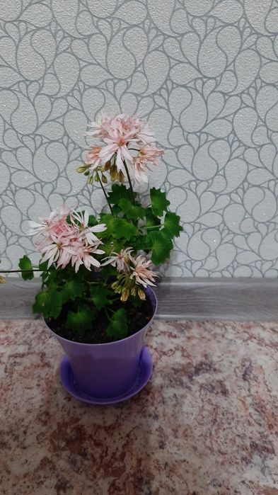 Комнатные цветы от 1500