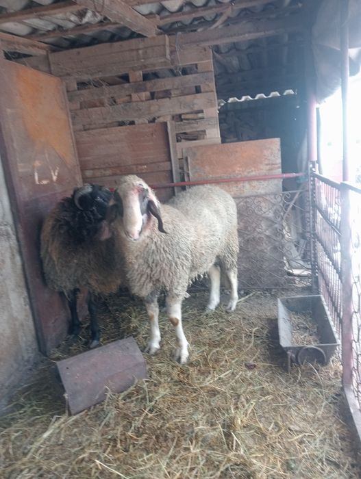 VBerbec de prasila sau la schimb cu două oi