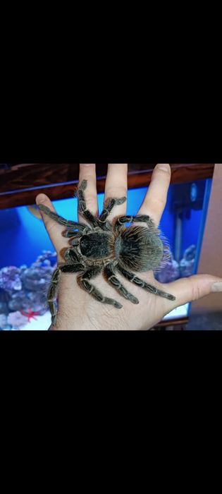 Ласиодора парахибана.