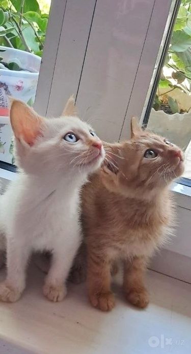 Милые красивые котята