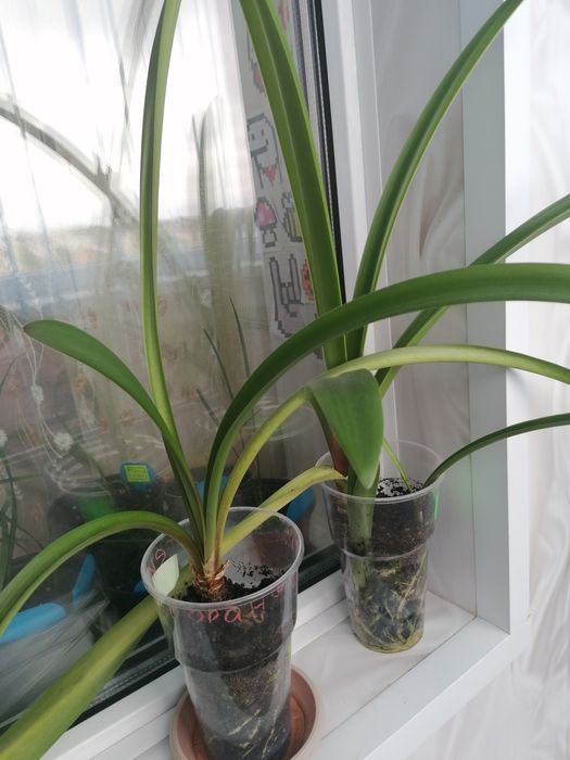 Луковицы гиппеаструмов