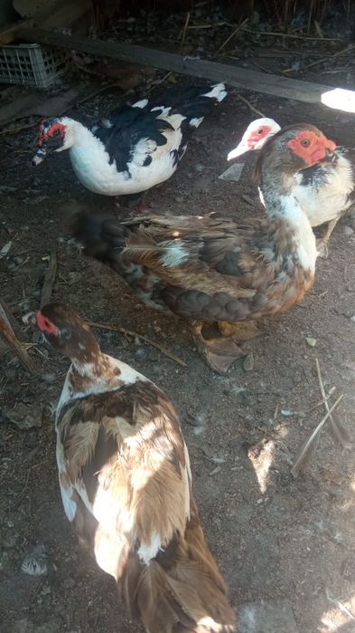 Утки и Шипуны . Домашние.