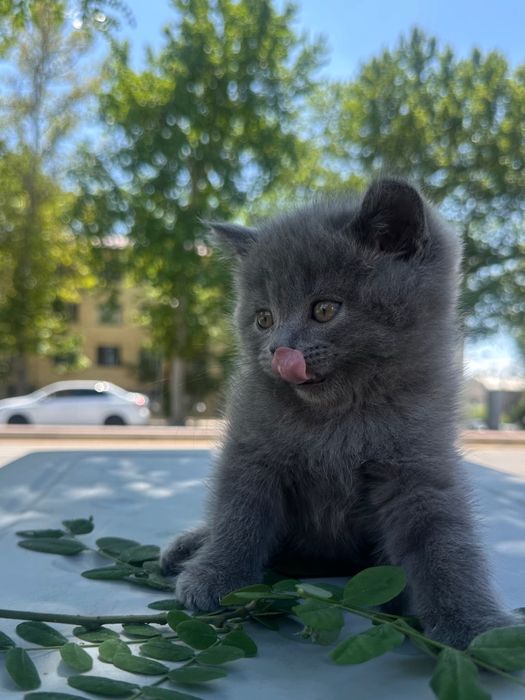 Mushuk sevarlar uchun Mushuklar