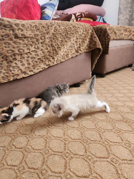 Одам котят в хорошие руки