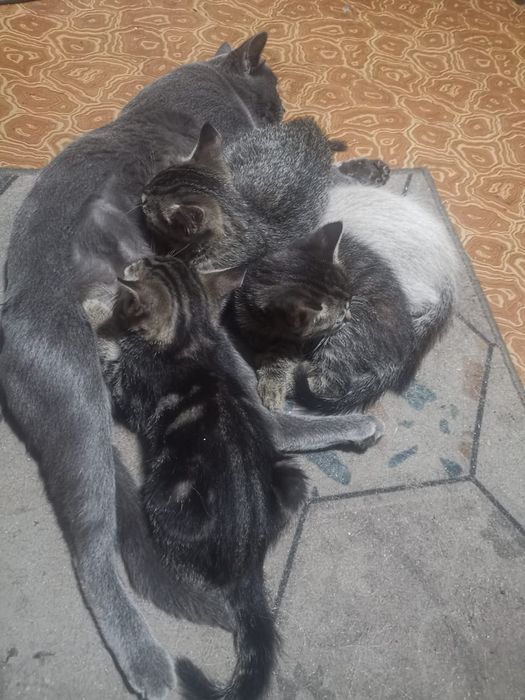 Отдам котят в хорошие руки