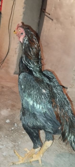 Дакан хўроз сотилади