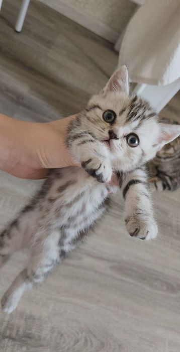 Продаются котята, шотландские котята