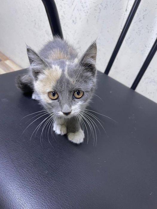 Котёнок красивый