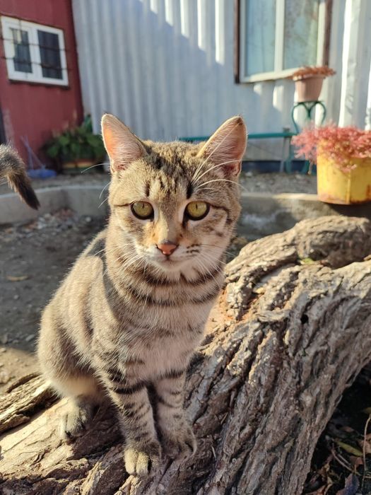 Кот мальчик только в добрые руки