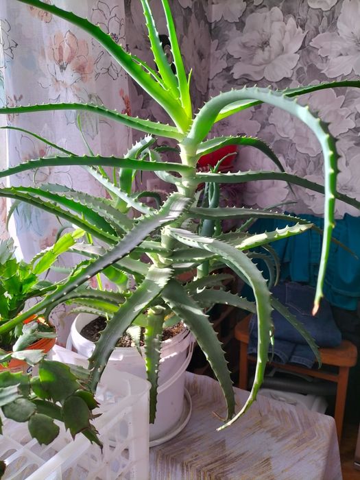 Продам алое лечебный