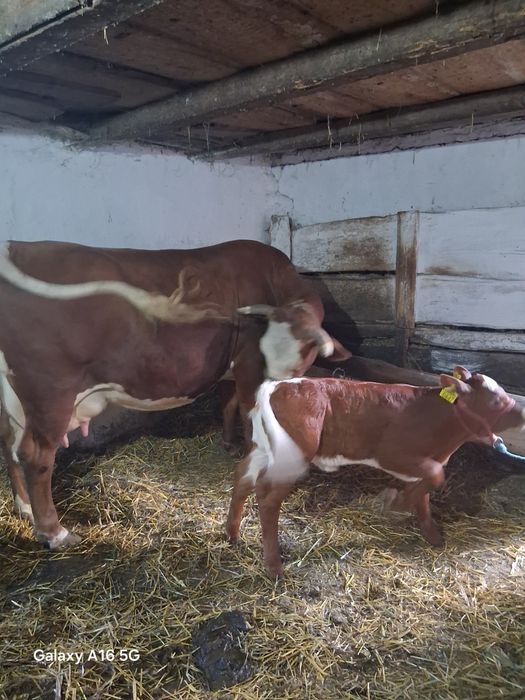Vând vaca cu vitel