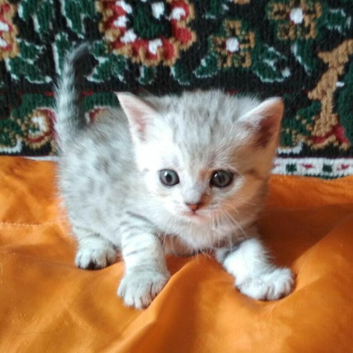 Британцы 1,3 месяцев приучены.