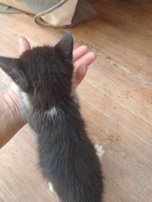 Котенок мальчик!