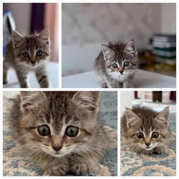 Продам породистого котенка