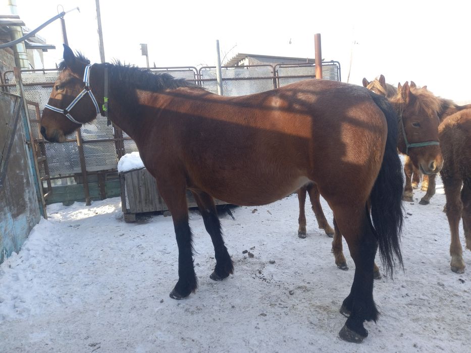 Продам жерёбых  кобыл.