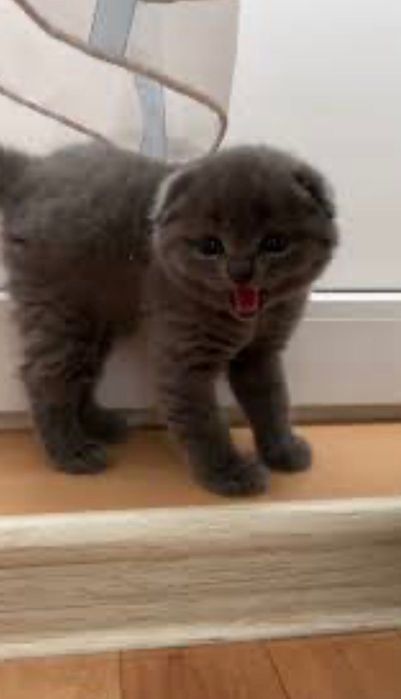 Котята скоттиш фолд