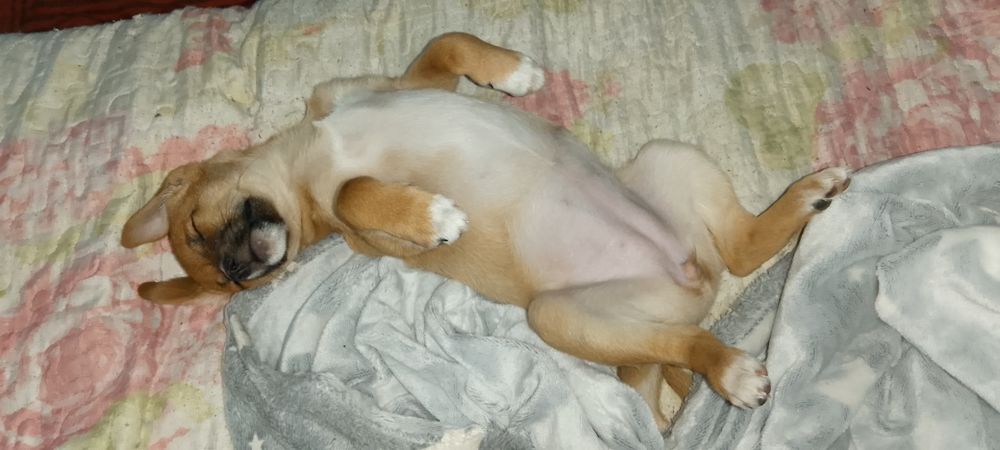 продам щенка той терьер