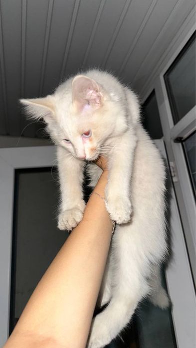 Котенок ищет себе дом
