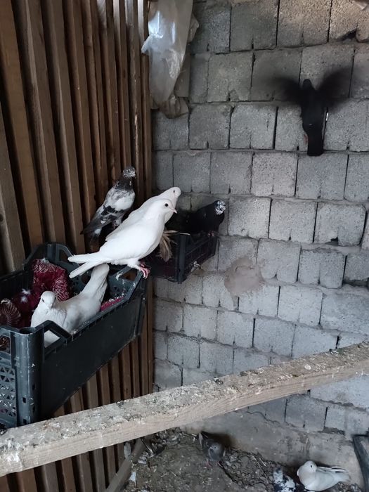 Голуби дамшные птицы