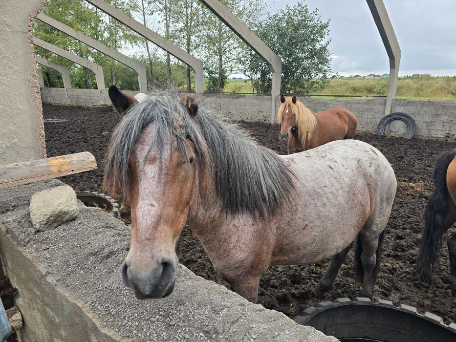 Продам кобыл и жеребята