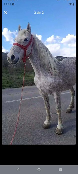 Vând iapa garantata la căruță și cuminte 167 înălțime