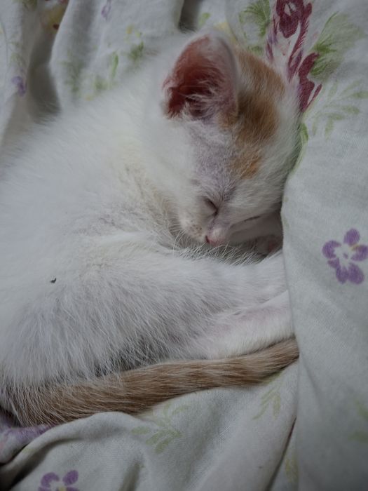 Отдам котёнка, срочно