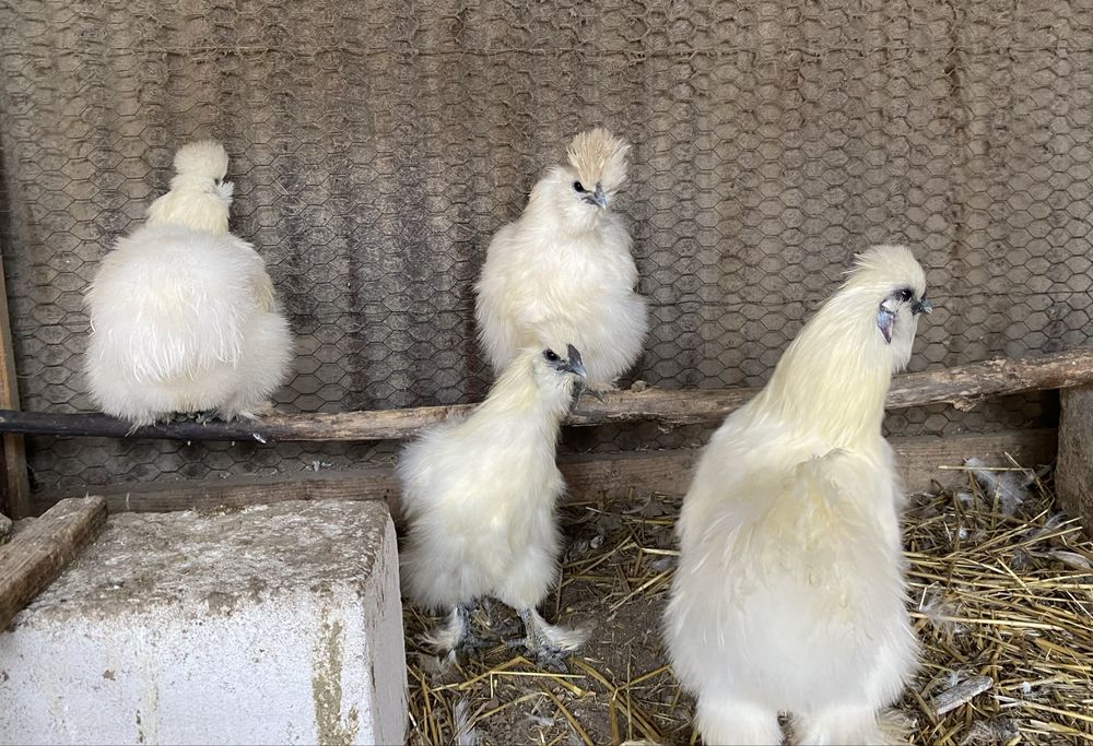 Matase japoneza albe