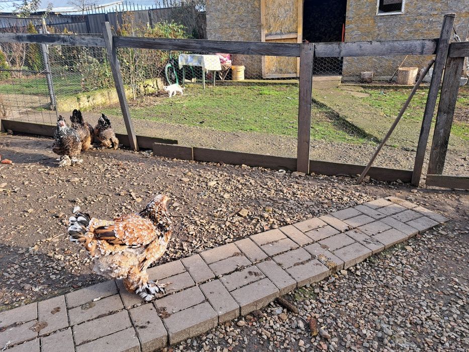 Vand oua incubat brahma portelan