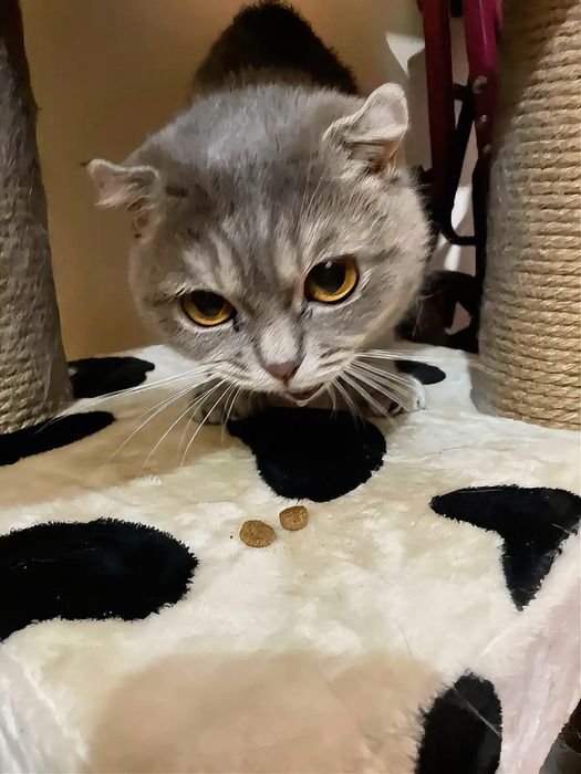 Отдам в добрые руки!