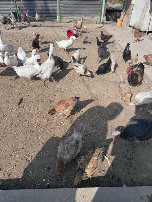 Тауықтар сатылады