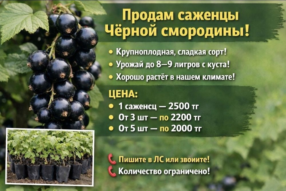 Продам саженцы чёрной крупной смородины