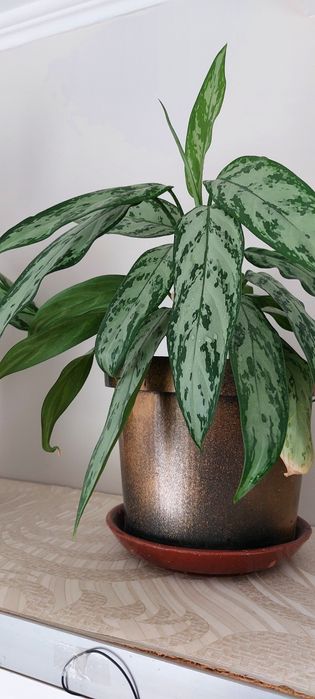 Аглаонема шикарная, сильвер квин