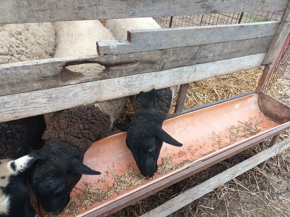 Vând oi dorper și berbeci !