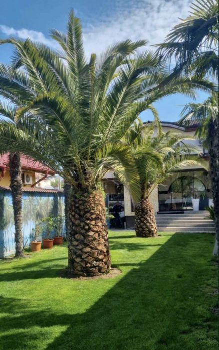 Leylandii, tuia spirala, tuia pe tija