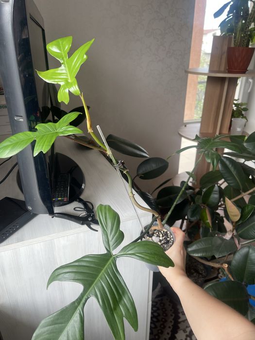 Филодендрон флорида бьюти