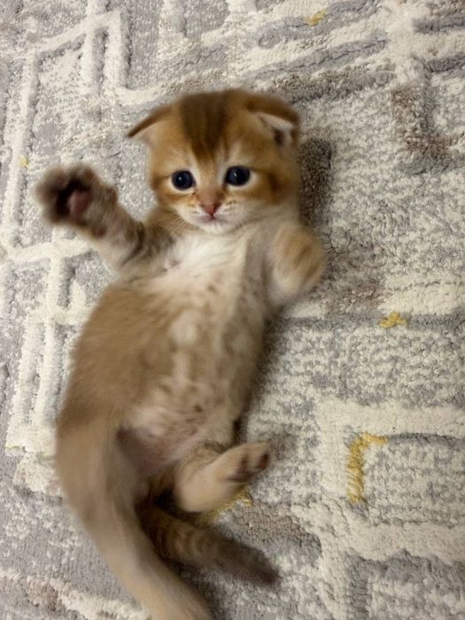Золотая Шиншила Скотиш Фолд