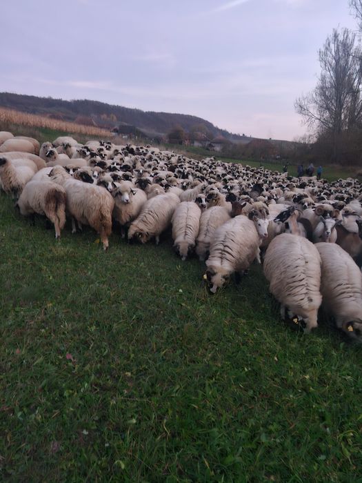 De vânzare oi breze