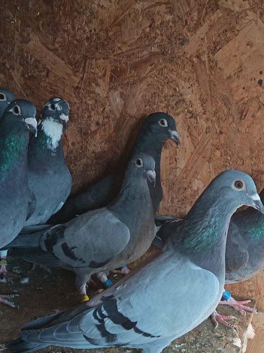 Vănd pui 2026 sportivi