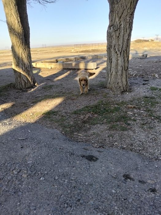 Охотничный собака